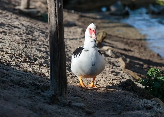 Quinta Soizas - Sao Martinho بيت للعطل *